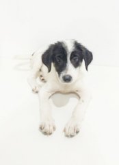 Baby Marion - Mixed Breed Dog