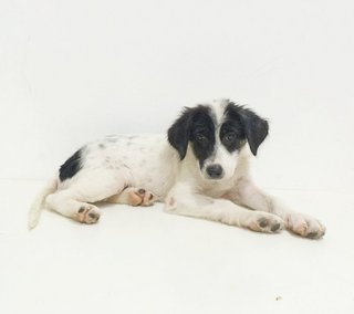 Baby Marion - Mixed Breed Dog