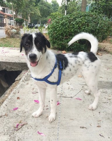 Baby Marion - Mixed Breed Dog