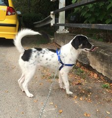 Baby Marion - Mixed Breed Dog