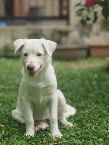 Momo - Mixed Breed Dog