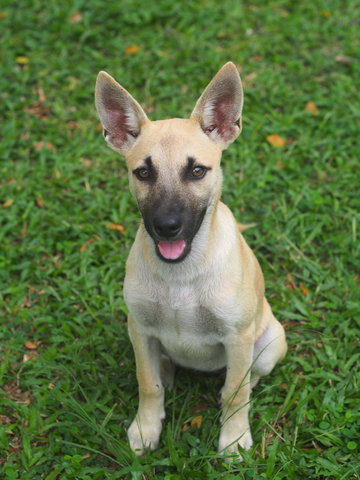 Smarty - Mixed Breed Dog