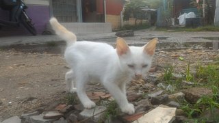 Kecik - Domestic Short Hair Cat