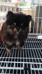 Black N Tan Female Pomeranian 10 - Pomeranian Dog