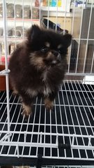 Black N Tan Female Pomeranian 10 - Pomeranian Dog