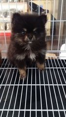 Black N Tan Female Pomeranian 10 - Pomeranian Dog