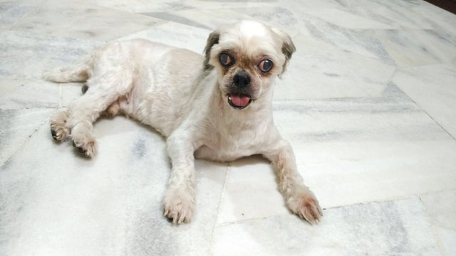 Boy Boy (Temporary Name) - Shih Tzu Dog