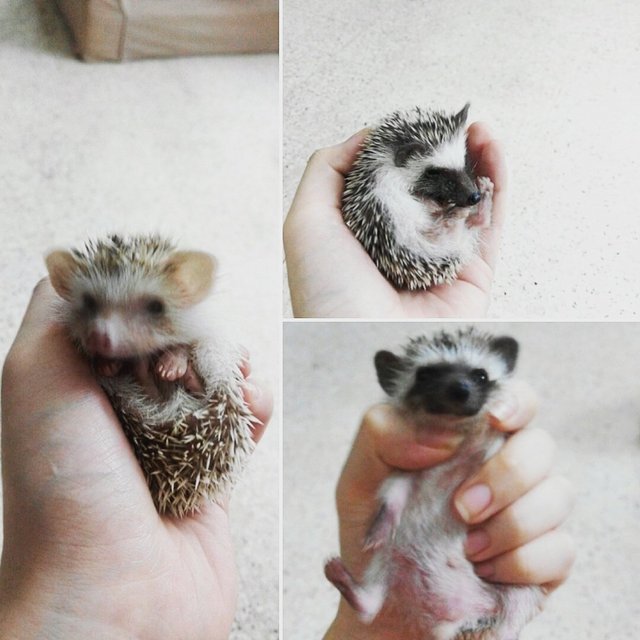 Three Musketeers - Hedgehog Small & Furry