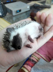 Three Musketeers - Hedgehog Small & Furry