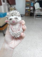 Three Musketeers - Hedgehog Small & Furry