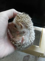 Three Musketeers - Hedgehog Small & Furry