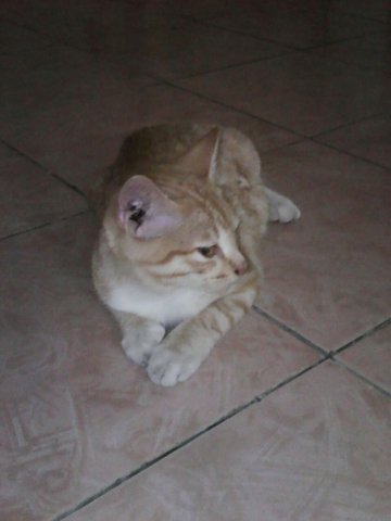 Christy - American Shorthair Cat