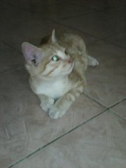 Christy - American Shorthair Cat