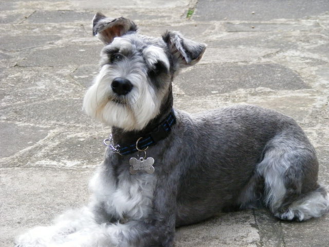 Miniature Schnauzer Adult - Schnauzer Dog