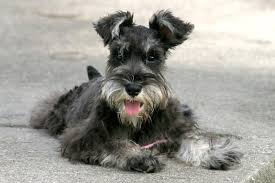 Miniature Schnauzer Adult - Schnauzer Dog