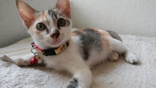 Lulu - Domestic Short Hair Cat