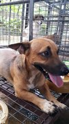 Gucci Adopted  - Mixed Breed Dog