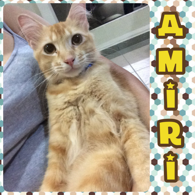 Amiri - Princely Love (Neutered) - Domestic Medium Hair Cat