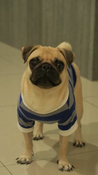 Peggy - Pug Dog