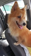 Unknown - Pomeranian Mix Dog