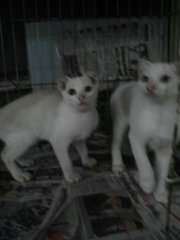 White Kittens And Orange - Domestic Short Hair Cat