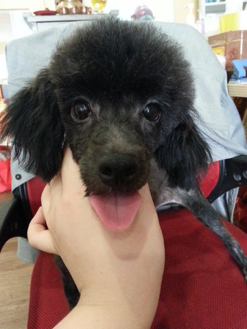 Black Toy Poodle - Poodle Dog