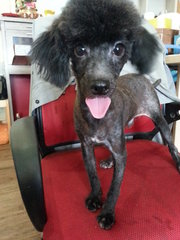 Black Toy Poodle - Poodle Dog