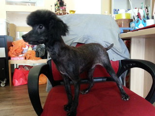 Black Toy Poodle - Poodle Dog