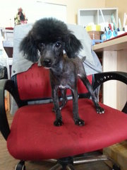 Black Toy Poodle - Poodle Dog