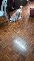 Notti Boy playing with wet towel after bath