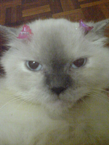 Snowbell - Birman Cat