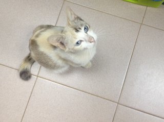 Comel - Domestic Short Hair Cat