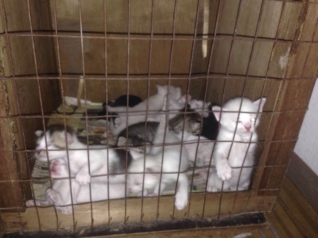 Kitten For Adoption - Domestic Short Hair Cat