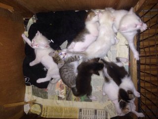Kitten For Adoption - Domestic Short Hair Cat