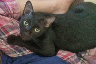 Mogley - Black Cat - Domestic Medium Hair Cat