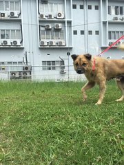 Bear - Mixed Breed Dog