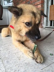 Happily chewing on a treat at his foster home :-)