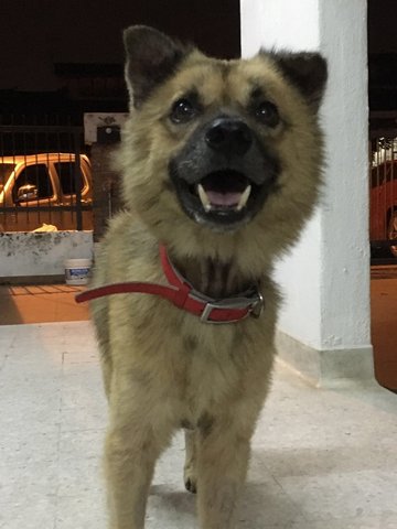 Bear - Mixed Breed Dog