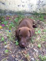 Pink Nosed Boys - Mixed Breed Dog