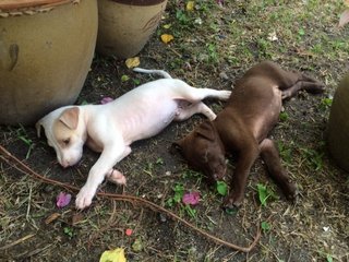 Pink Nosed Boys - Mixed Breed Dog