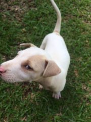 Pink Nosed Boys - Mixed Breed Dog