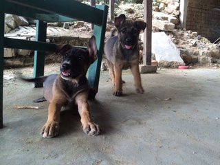 Female Farm Pups - Mixed Breed Dog