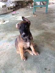 Female Farm Pups - Mixed Breed Dog