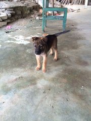 Female Farm Pups - Mixed Breed Dog