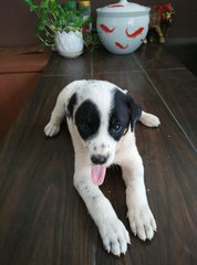 Puppies For Adoption - Mixed Breed Dog