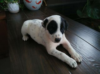 Puppies For Adoption - Mixed Breed Dog