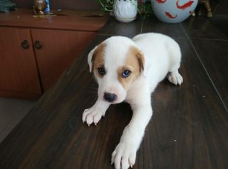 Puppies For Adoption - Mixed Breed Dog