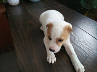 Puppies For Adoption - Mixed Breed Dog