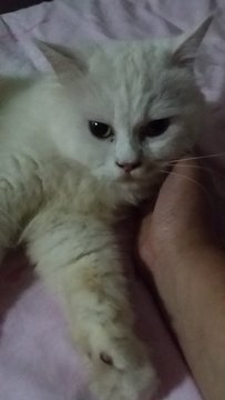 Bobot - Persian Cat