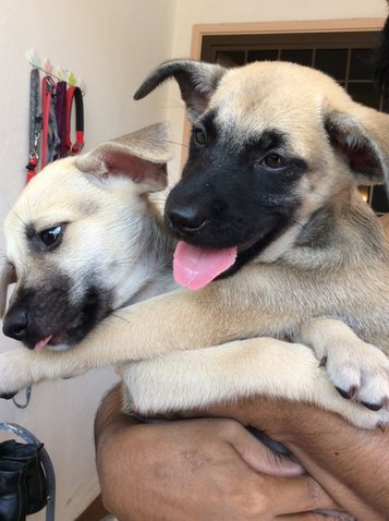 The Quadrable Siblings - Mixed Breed Dog